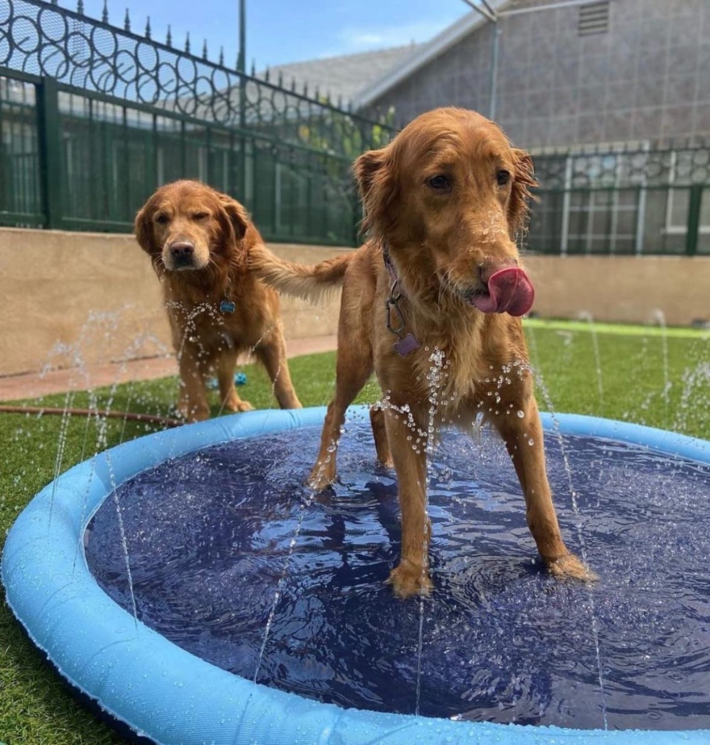 NunaSplash® The Splash Pad That Makes Your Pup Glad!