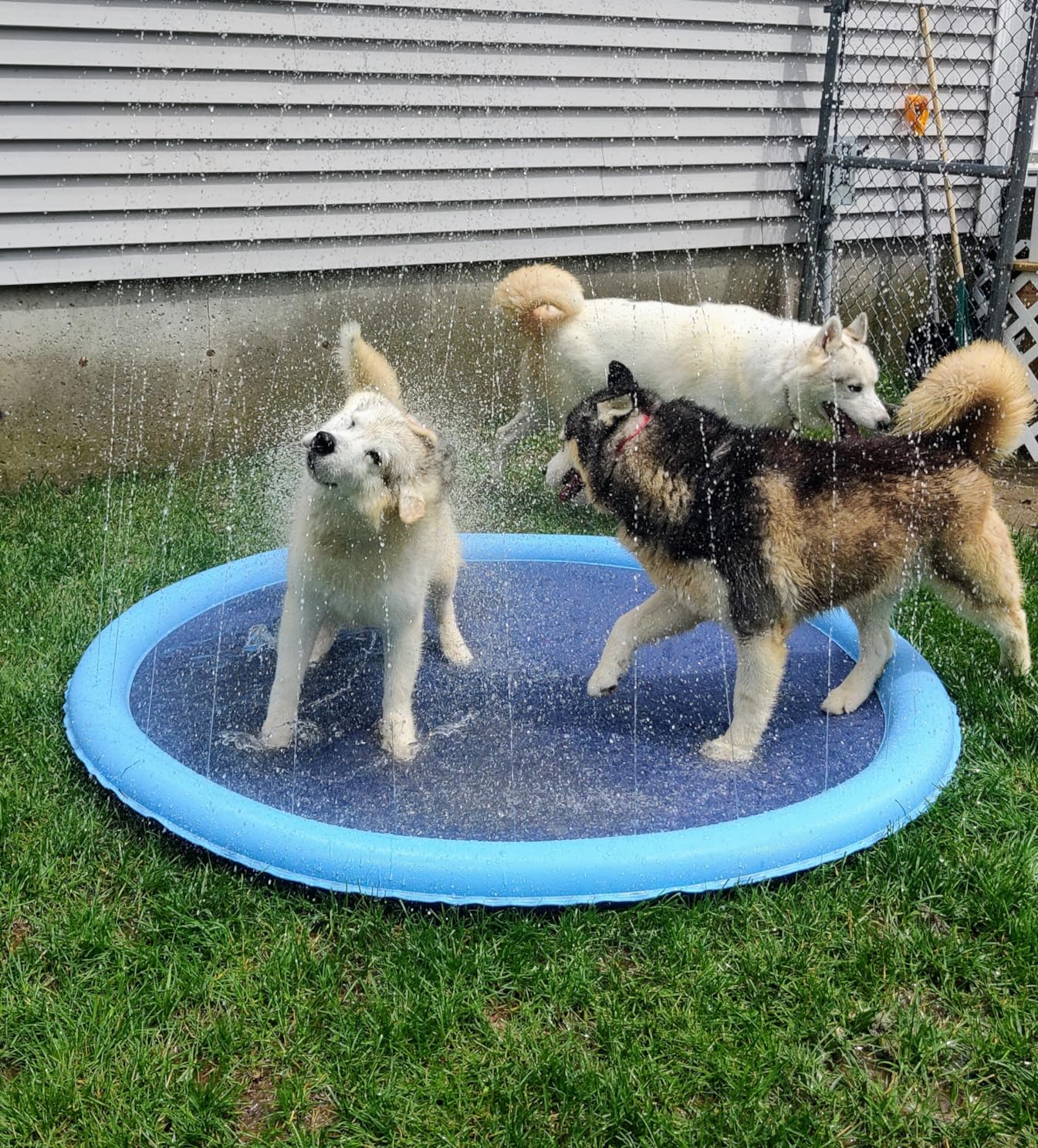 NunaSplash® The Splash Pad That Makes Your Pup Glad!